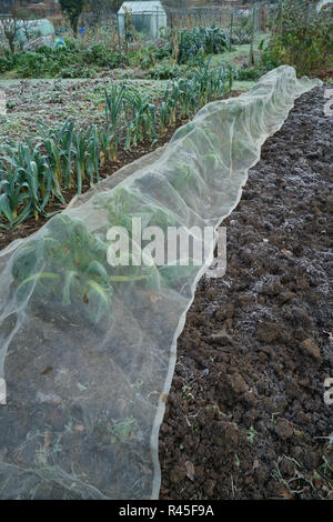 Enviromesh crop protection la copertura di una fila di bietole su un riparto Foto Stock