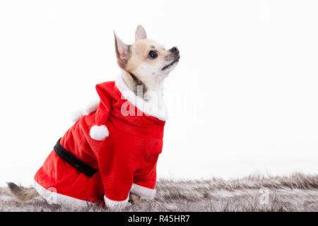 Chihuahua in abito di natale Foto Stock