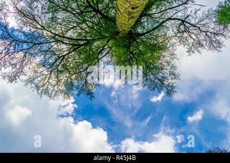 Lago Khajjiar- 'mini' Svizzera dell India- un albero alto Foto Stock