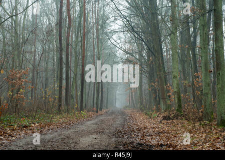 Strada sterrata nel bosco in autunno su nebbioso giorno Foto Stock