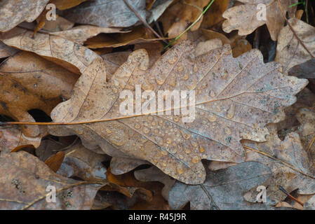 Autunno caduto foglie di quercia con gocce d'acqua sul terreno macro Foto Stock
