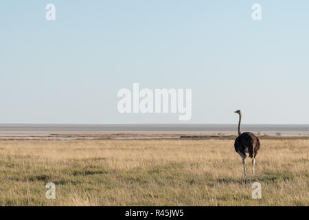 Femmina struzzo solitario in piedi nella savana aperta prateria guardando a lato, blu cielo e spazio aperto salina orizzonte Foto Stock