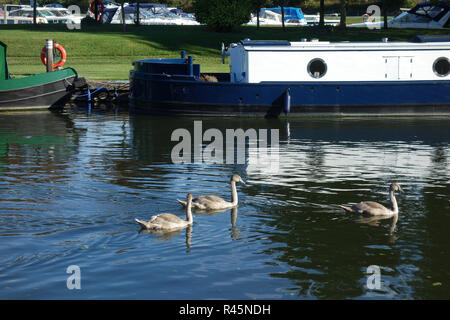 Fiume Great Ouse, Ely, Cambridgeshire Foto Stock