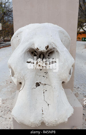 Cranio di elefante nel parco nazionale Etosha Foto Stock