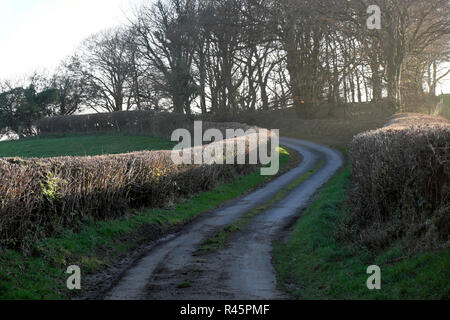 Vista scena di curvatura nel paese rurale paesaggio stradale con alberi nel novembre del sole sulla siepe in colline vicino Llanwrda Dyfed West Wales UK KATHY DEWITT Foto Stock