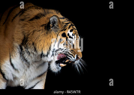 Bellissimo ritratto di Tiger su sfondo nero Foto Stock