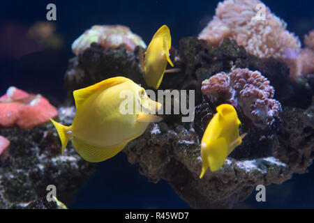 La linguetta gialla con barriera corallina (Zebrasoma flavescens) in acquario Foto Stock