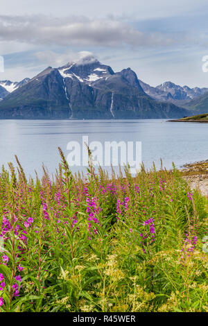 Tipico paesaggio scandinavo con purple loosestrife lungo un lago e di un ghiacciaio in background Foto Stock