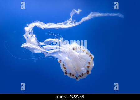 Oceano atlantico ortica meduse, Chrysaora quinquecirrha, nuota da ondulate Foto Stock