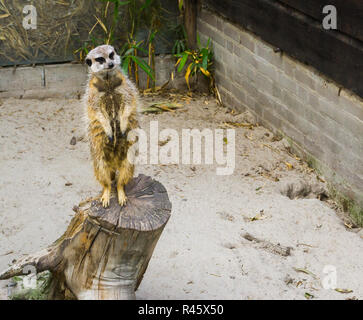 Funny meerkat in piedi su un tronco di albero e guardando nella telecamera Foto Stock