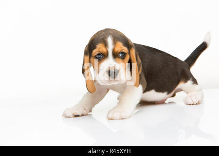 Cucciolo di Beagle su sfondo bianco Foto Stock