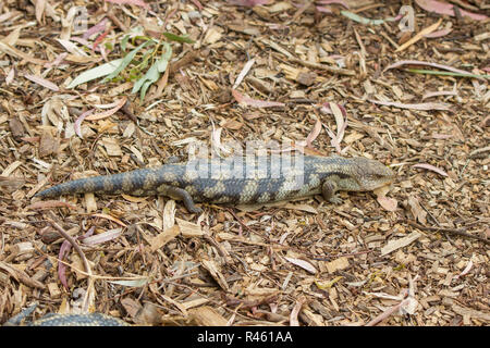 Blu della Tasmania-tongued lizard Foto Stock