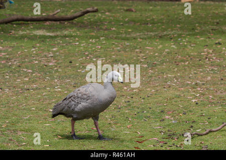 Cape sterile goose nell est della Tasmania Foto Stock