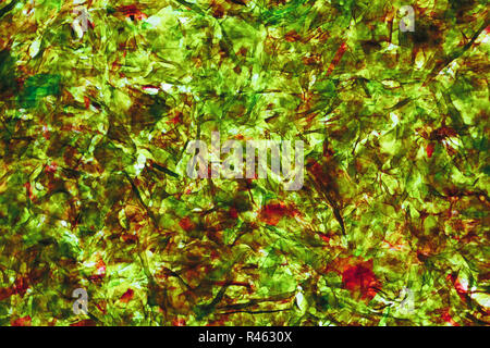 Foglia di premuto alghe secche nori alla luce. Colore verde brillante con rosso sfondo astratto Foto Stock