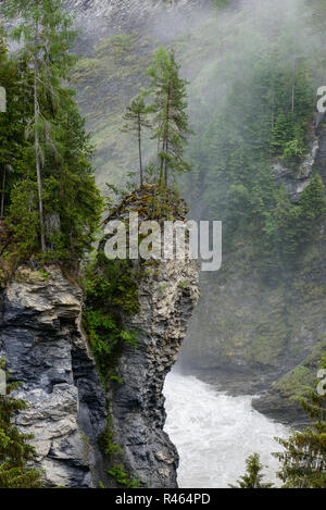 Albero su di una alta e sottile scogliera di roccia su terreni sconnessi un rapido flusso di fiume Albula. Gorge canyon del fiume Solis con acqua bianca Foto Stock