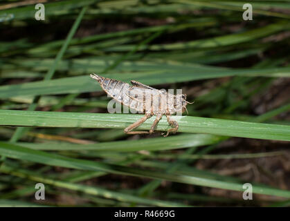 Dragonfly nymph pupa shell on a grass. Close up Foto Stock