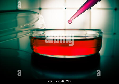 Capsule di Petri di vetro con i campioni di sangue in laboratorio Foto Stock