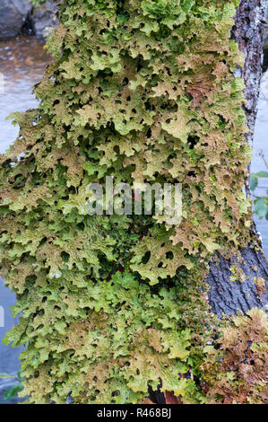 Tree lungwort (Lobaria pulmonaria) che cresce sulla corteccia di albero sulla costa ovest della Scozia Foto Stock