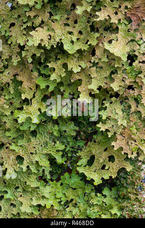 Tree lungwort (Lobaria pulmonaria) che cresce sulla corteccia di albero sulla costa ovest della Scozia Foto Stock