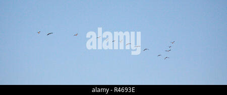 Gabbiani reali in volo Foto Stock