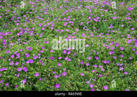 Bloody Crane's-bill (Geranio sanguimeum) cresce sulle dune di sabbia in Danimarca Foto Stock