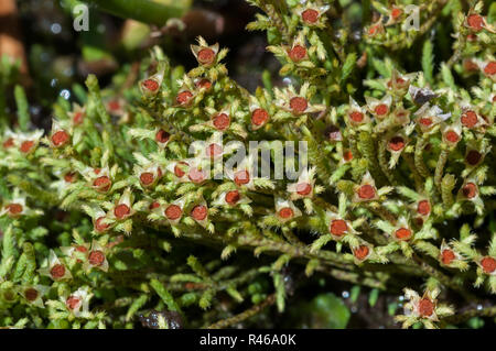 Infiorescenza maschile della Fontana Apple-moss (Philonotis fontana) Foto Stock