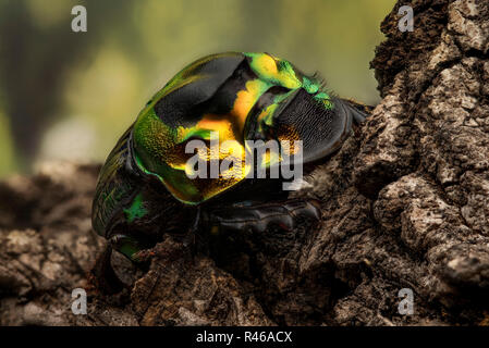 Sulcophanaeus Imperator - dung beetle Foto Stock