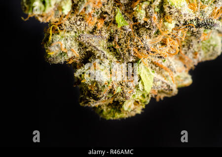 Primus OG Closeup Foto Stock