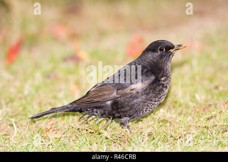 Primo piano di una comune Blackbird Foto Stock