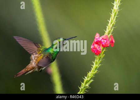 Snowy panciuto Hummingbird in volo con un piccolo fiore rosso Foto Stock