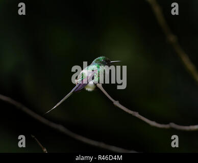 Green thorntail hummingbird immagine con il verde scuro dello sfondo Foto Stock