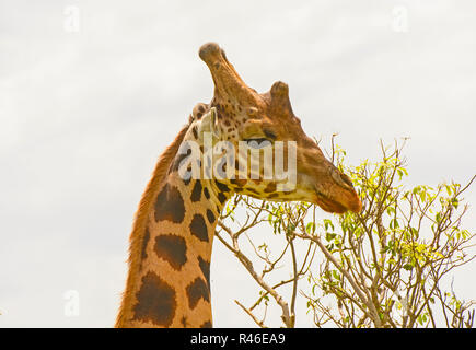 Testa di un Rothchild la Giraffa nel Veldt Foto Stock