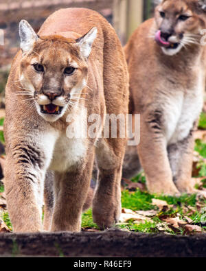 Un puma (puma concolor) si muove verso la telecamera, con un altro seduto dietro di lui, leccandogli le labbra. Foto Stock