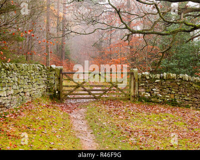 Bosco autunnale scena da lungo il modo Teesdale seguendo il Fiume Tees in Barnard Castle County Durham Regno Unito Inghilterra Foto Stock