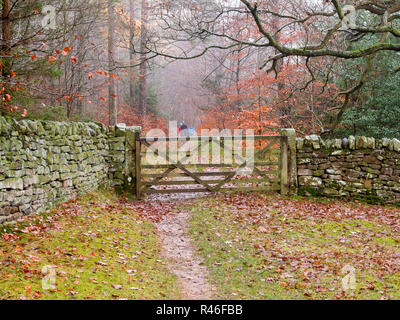 Bosco autunnale scena da lungo il modo Teesdale seguendo il Fiume Tees in Barnard Castle County Durham Regno Unito Inghilterra Foto Stock