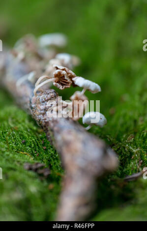 Di piccole dimensioni e di colore bianco di funghi su pezzi di legno circondato da moss durante una giornata di sole Foto Stock