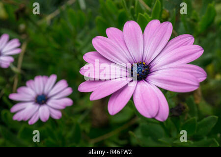Ripresa macro di un isolato viola multi-petaled fiore con sfondo verde - Osteospermum jucundum, African daisy, Dimorphotheca jucunda, Osteospermum Foto Stock