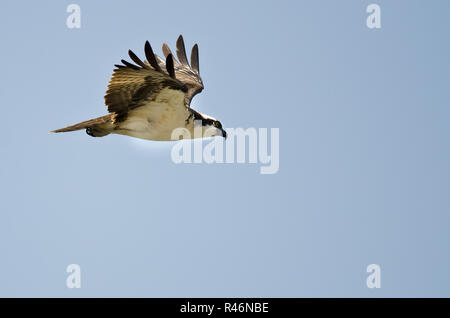 Lone Osprey caccia sul parafango in un cielo blu Foto Stock