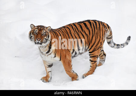 Una giovane femmina (Amur Siberian) tiger in piedi in fresca neve bianco inverno pieno di sole di giorno e guardando la telecamera a piena lunghezza angolo alto vista laterale Foto Stock