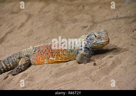 Close up ritratto di profilo di coccodrillo cinese lizard (Shinisaurus crocodilurus) in sabbia, guardando la telecamera, ad alto angolo di visione Foto Stock