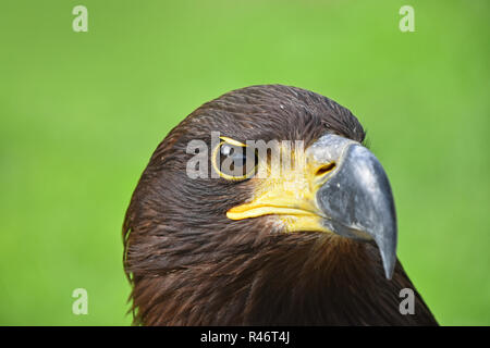 Close up front ritratto di un aquila reale (Aquila chrysaetos) guardando la fotocamera su sfondo verde a basso angolo di visione Foto Stock