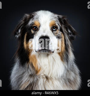 Colpo alla testa del bel pastore australiano cane vista frontale cercando maestoso nella lente con Brown e Blue Spotted gli occhi. La bocca chiusa. Isolato su ba nero Foto Stock