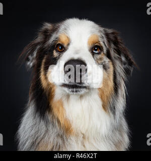 Colpo alla testa di adulto bello Australian Shephard cane cercando majestic dritto verso la fotocamera con marrone con blue spotted gli occhi. La bocca chiusa. Isolato su Foto Stock