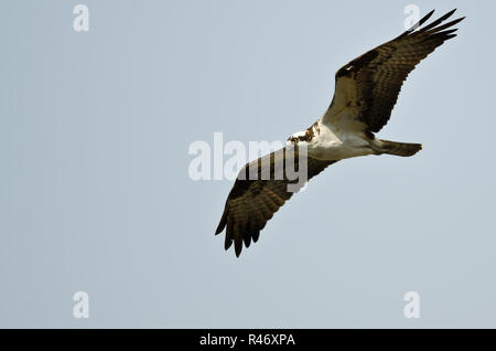 Lone Osprey caccia sul parafango in un cielo blu Foto Stock