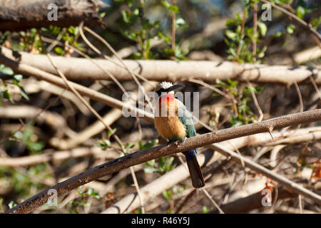 Con facciata bianca Gruccione su albero Foto Stock