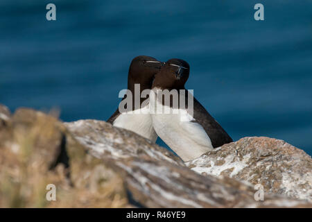 Appollaiato Razorbill (Alca torda) sull isola Skomer, Pembrokeshire, West Wales, Regno Unito Foto Stock