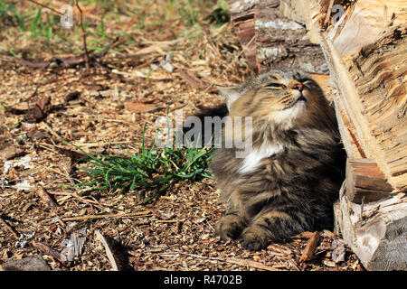 Sentirsi bene al sole - un giovane norvegese delle foreste gode il calore del sole Foto Stock