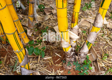 In prossimità di alberi di bambù in giardino. Messa a fuoco selettiva. Foto Stock