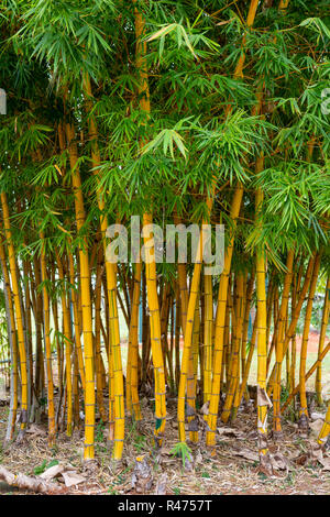 Gli alberi di bambù in giardino. Foto Stock