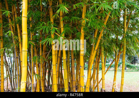 Gli alberi di bambù in giardino. Foto Stock